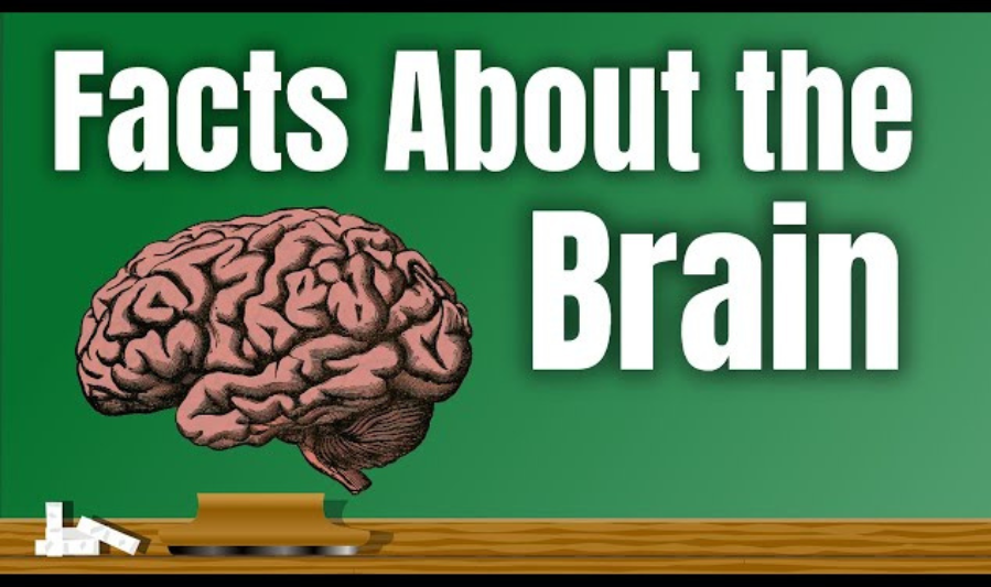 Amazing Facts About the Brain