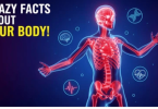 Human body facts