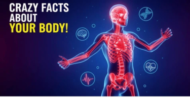 Human body facts