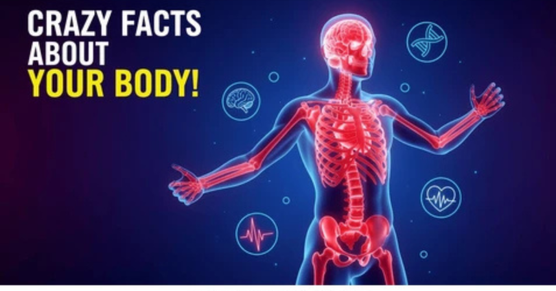 Human body facts