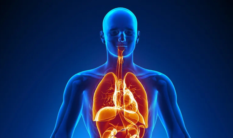 Understanding the Human Body Basics